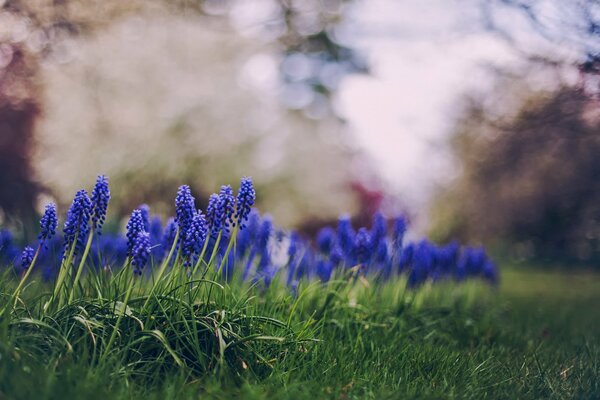 Belles fleurs bleues sur l herbe verte juteuse