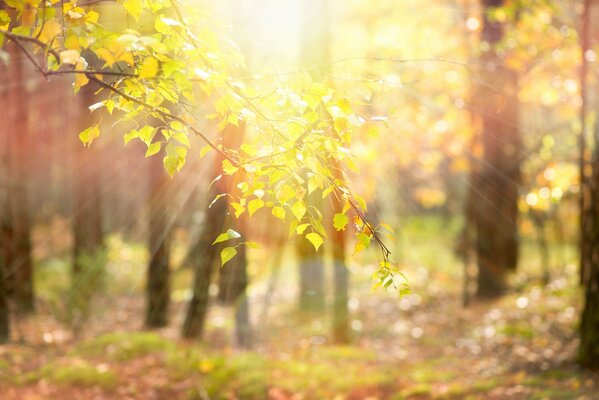 A twig in the rays of the sun against the background of leaves and trees