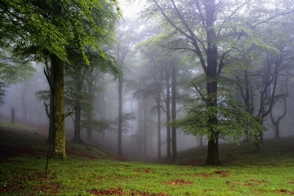 Nebel auf einer Waldlichtung