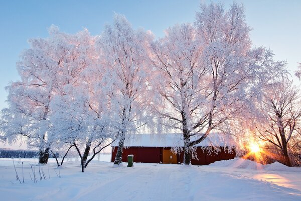 Árboles cubiertos de nieve al amanecer