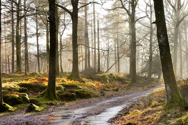 Sentiero nella foresta nebbiosa al mattino