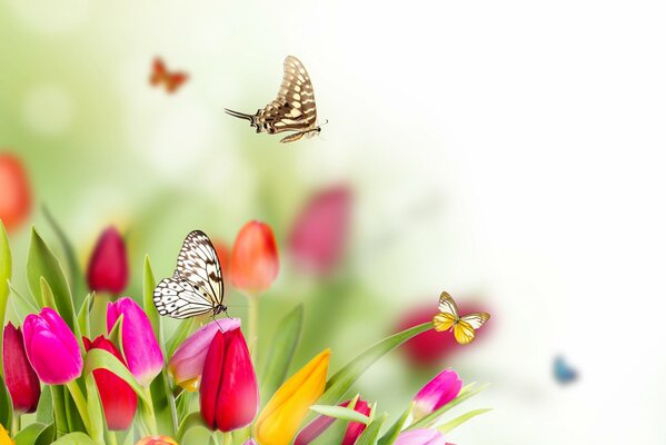 Papillon machaon sur tulipe rose