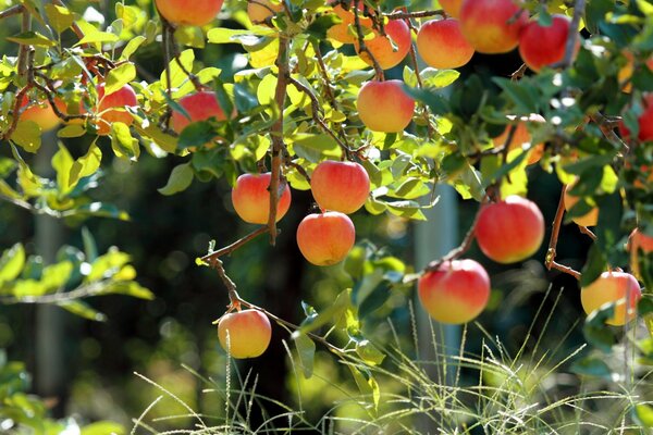 Huerto de manzanas con hermosos frutos