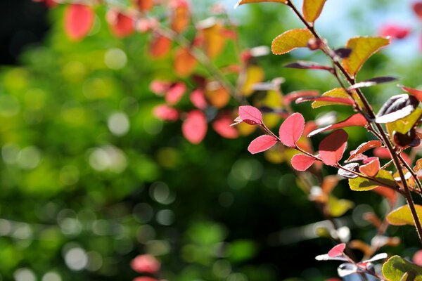 A whimsical play of colors on an autumn day