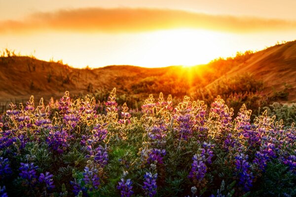 Lavendelrolle bei Sonnenaufgang und Hyazinthen