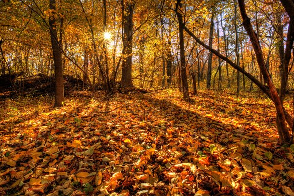 Herbstlicher Wald von der Sonne beleuchtet