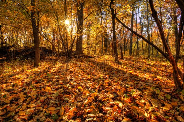Foresta d autunno illuminata dal sole