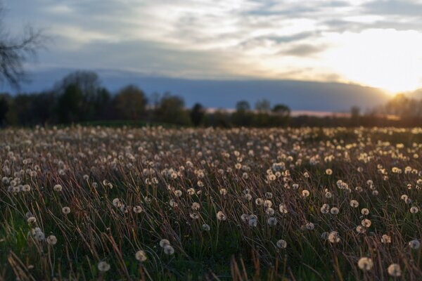 Campo infinito di denti di leone sullo sfondo del tramonto