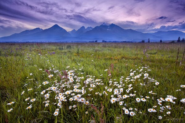 Blooming chamomile meadow on the background of high mountains