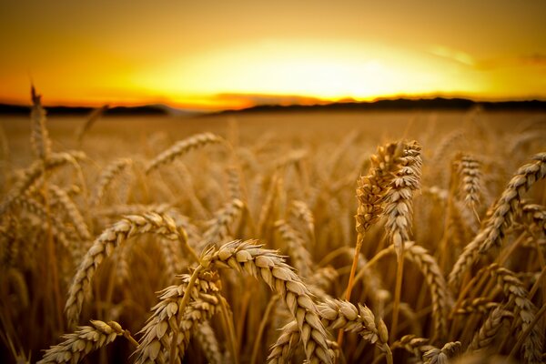 Campo con espigas maduras al atardecer