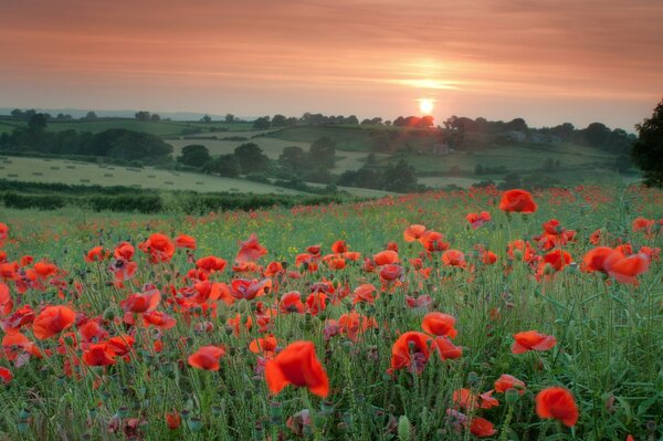 Amapolas rojas en el campo al atardecer