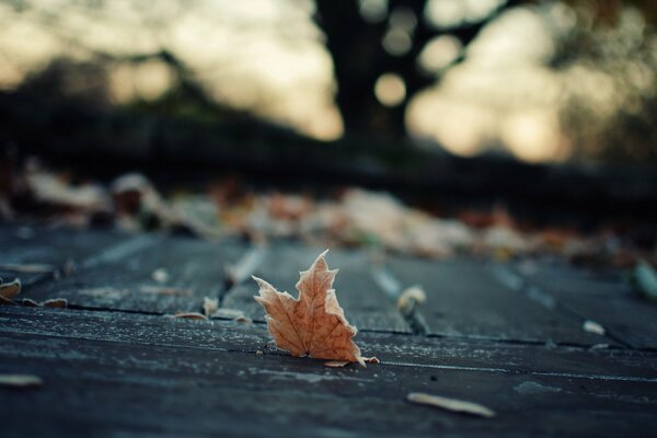 A lonely autumn leaf