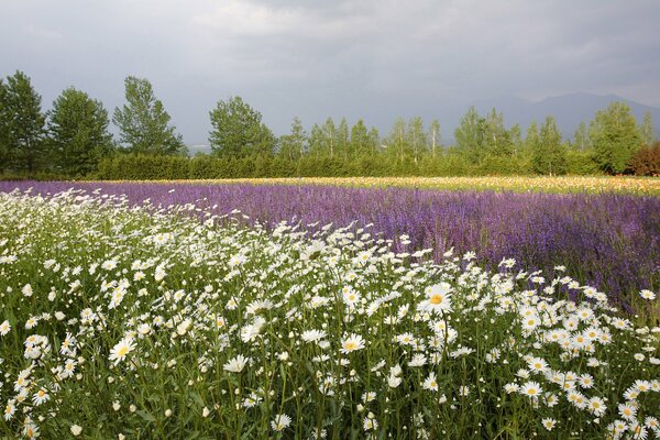 Feld mit Blumen. Schöne Gänseblümchen