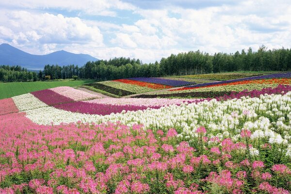 Sommerfeld mit Blumen vor dem Hintergrund von Wald, Bergen und Wolken