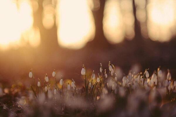 Flowers in the forest. Nature