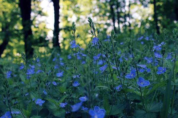 Molti piccoli fiori blu crescono