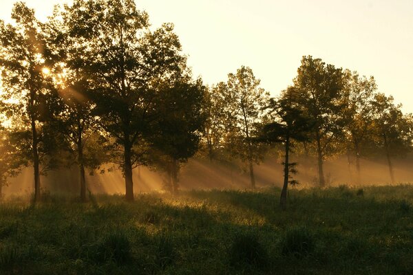 Les premiers rayons du soleil traversent les cimes des arbres et tombent sur l herbe humide