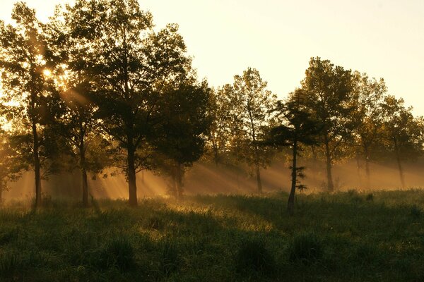 Pierwsze promienie słońca przebijają się przez korony drzew i opadają na wilgotną trawę