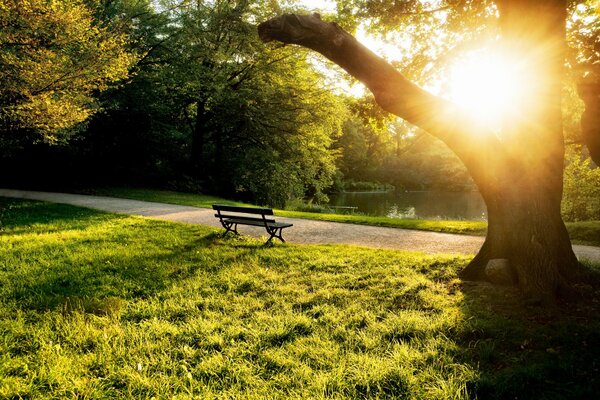 A bench by the pond. Summer day