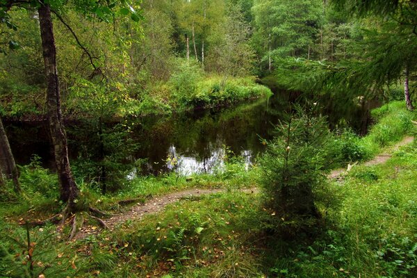 Hermoso paisaje del río en el bosque verde con árboles de Navidad y matorrales