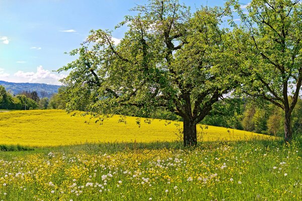 Yellow meadow with dandelions near the trees