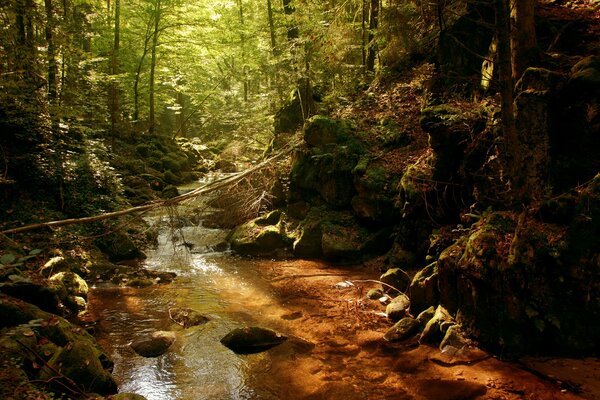 A stream in a dense forest thicket