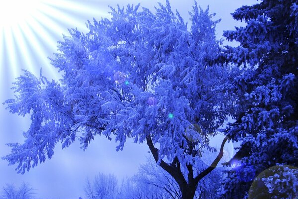 Солнечные лучи на зимним дереве