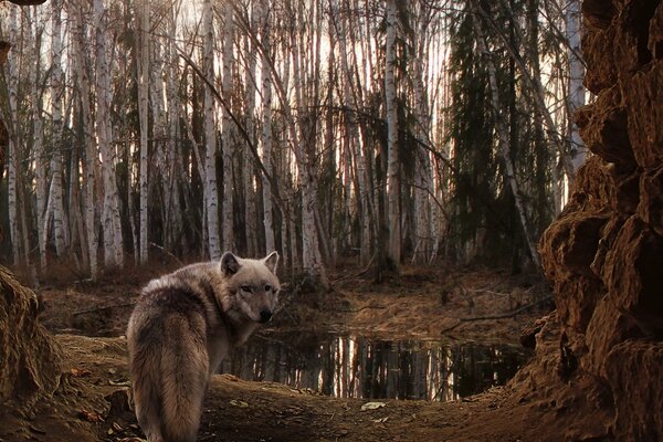 Il lupo si guarda intorno nella foresta di betulle