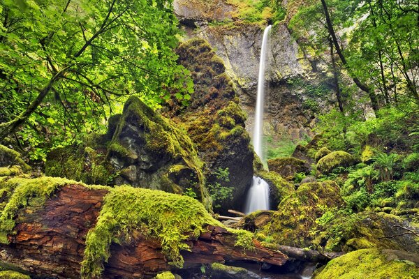 Cascada desde un acantilado entre árboles y matorrales de musgo