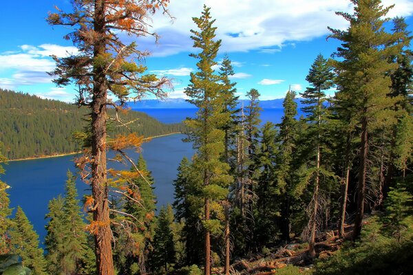 Widok na Jezioro Tahoe w Kalifornii ze szczytu porośniętego lasem iglastym brzegu