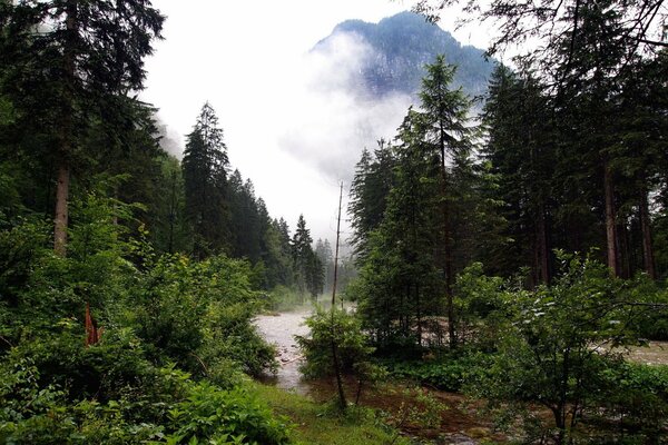 Un denso bosque verde y en la distancia una montaña en la niebla