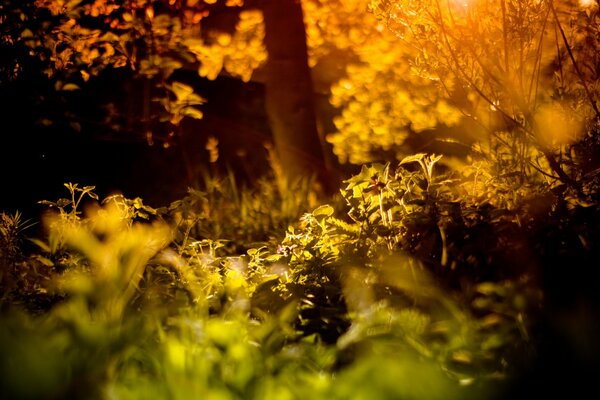 Beaucoup de retouche sur la photo de la forêt