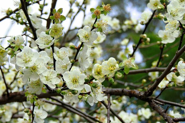 Frühling. Obstbäume in voller Blüte