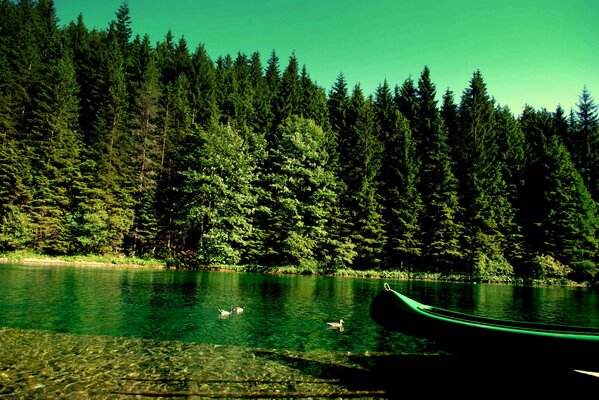 Forest by the sea, boat in green