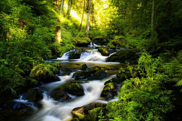 Forest fall with rocks and trees