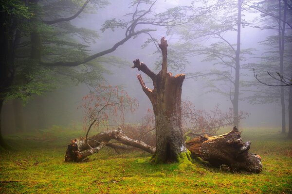 La forêt brumeuse d Oscar zapirain