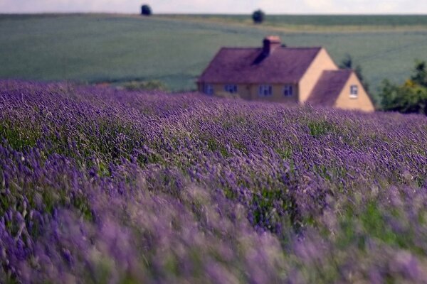 Ein Lavendelfeld und ein Haus mit einem violetten Dach