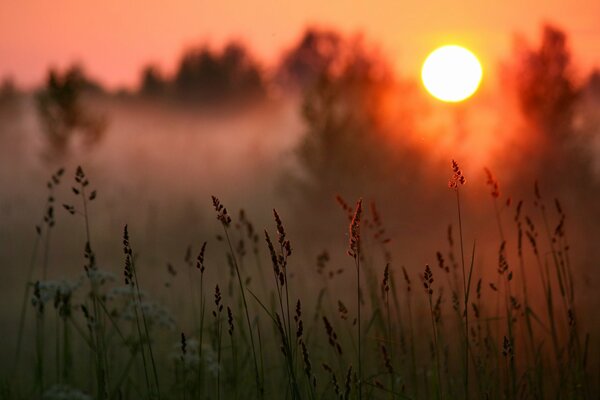 Herbe des champs sur fond de coucher de soleil