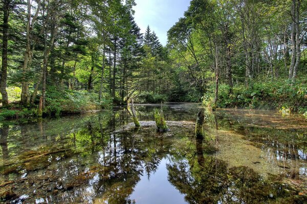 Rivière parmi les arbres dans la forêt en été