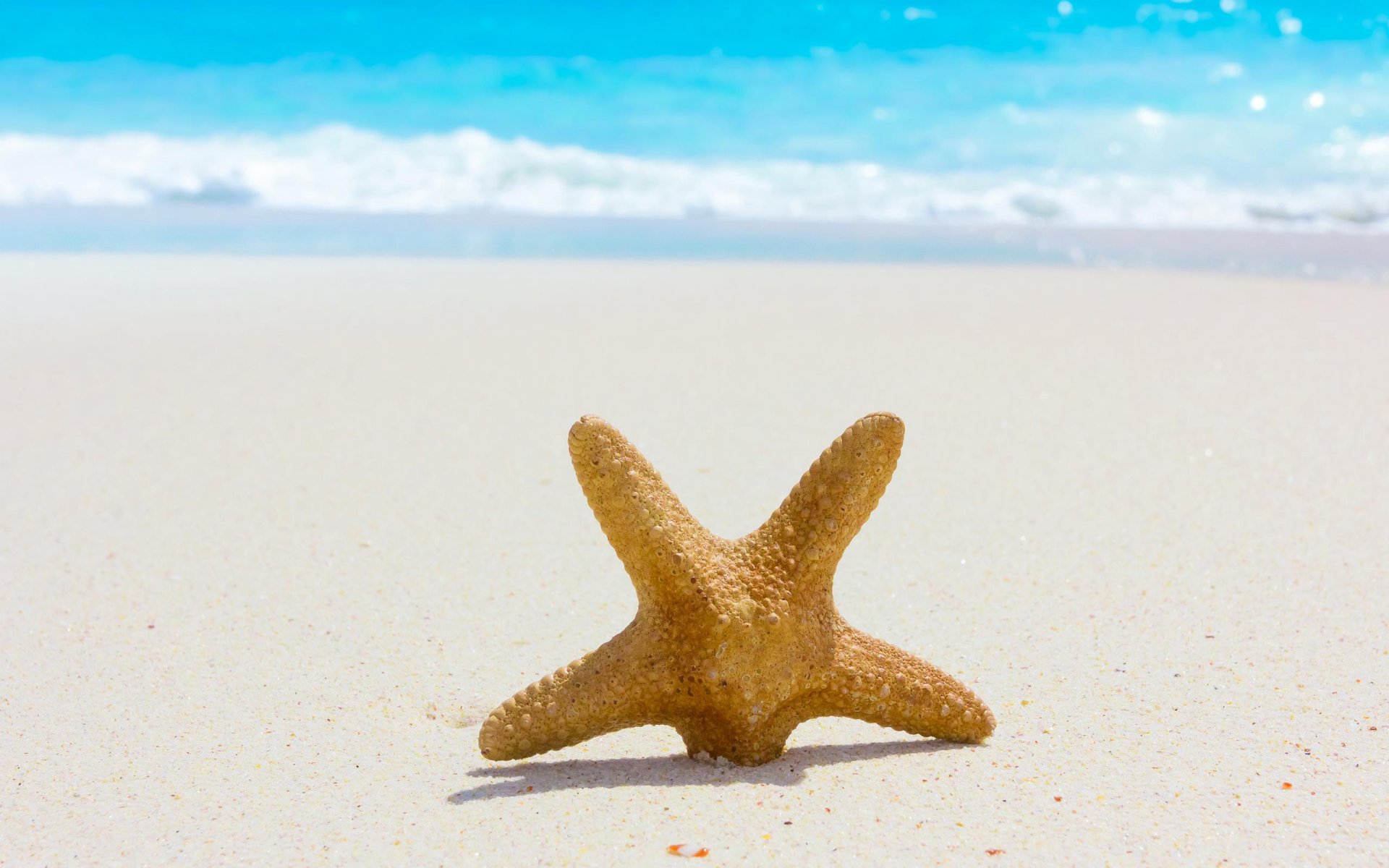 nature sea summer sand beach stars summer