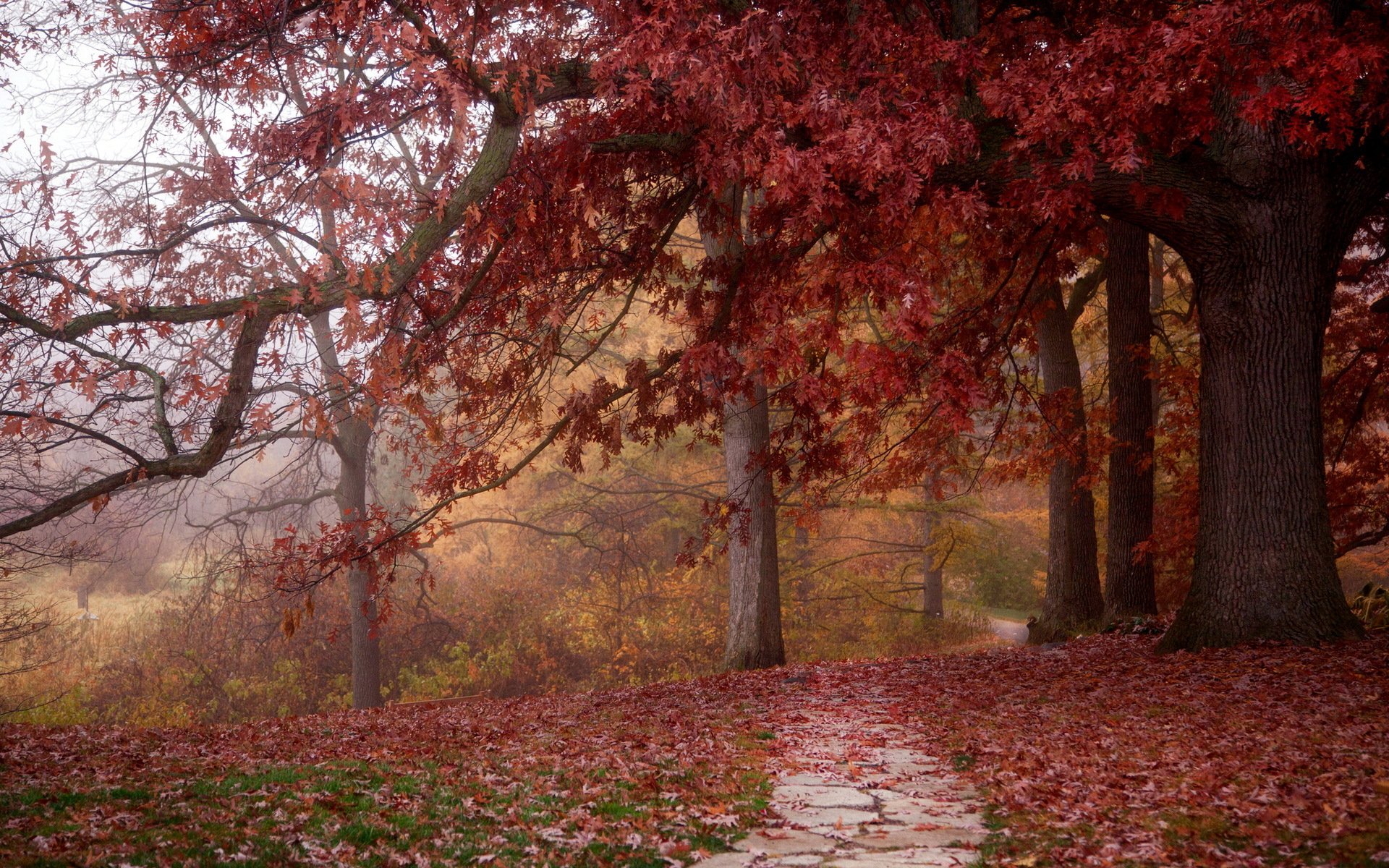 parc automne nature