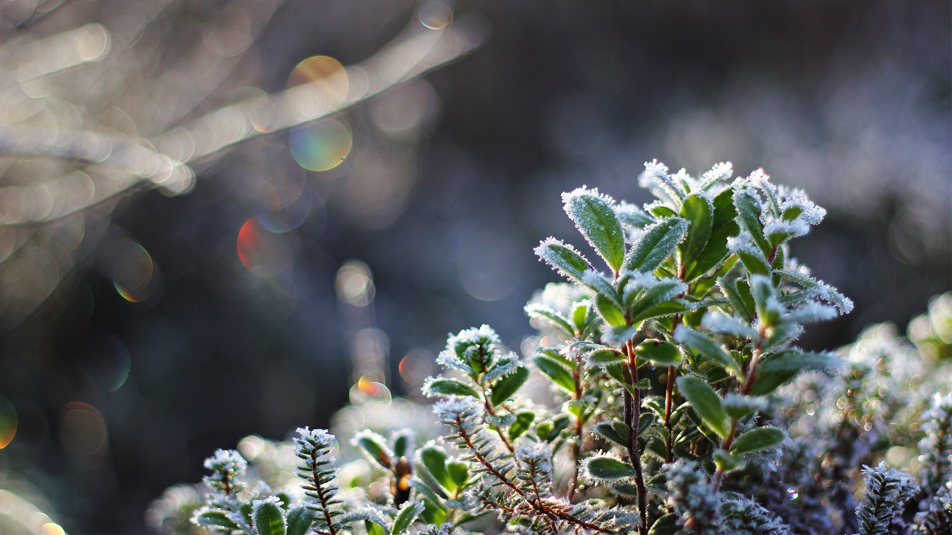 plant leaves frost cool snow crystals close up bokeh