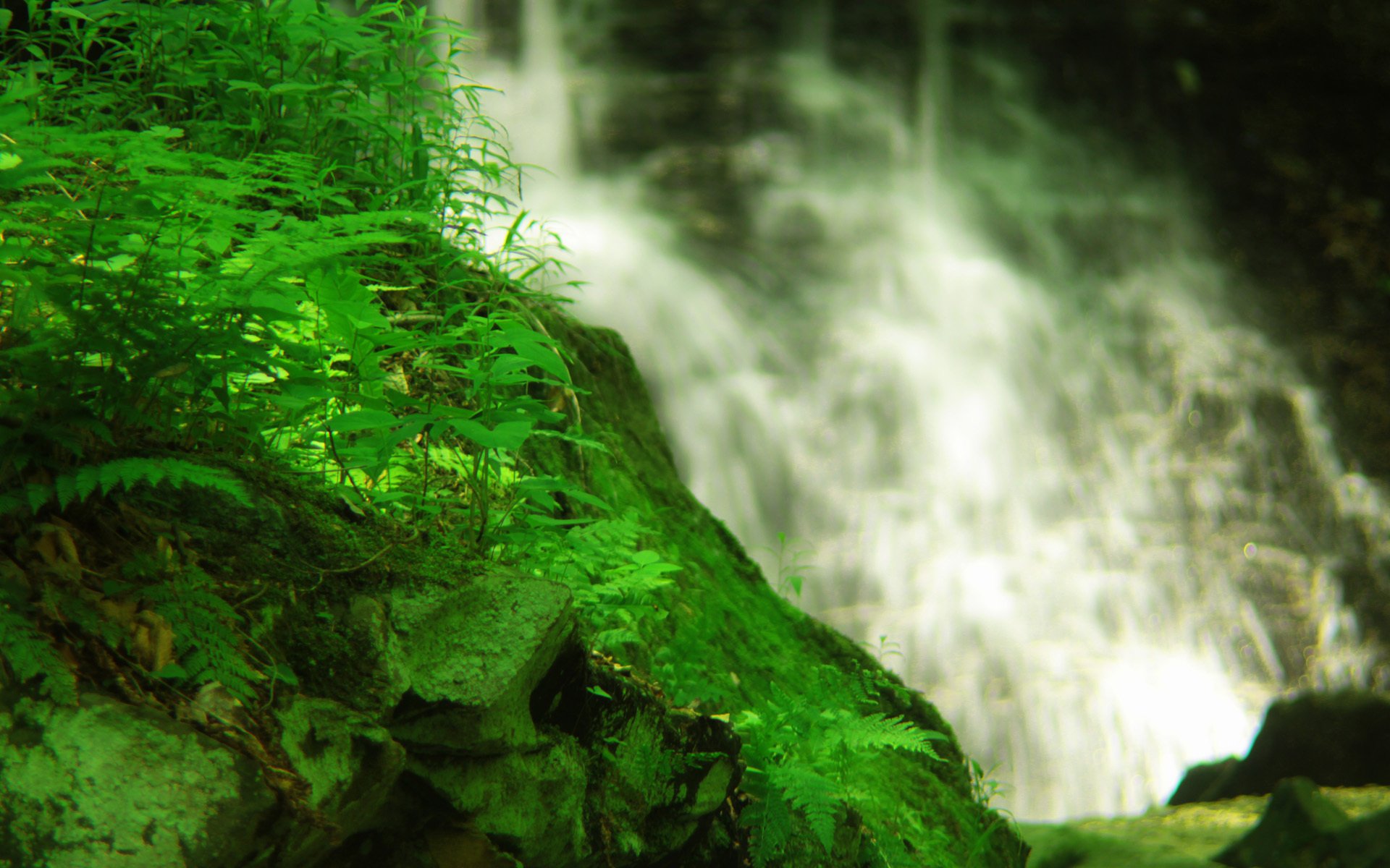 cascada agua roca hierba plantas musgo vegetación