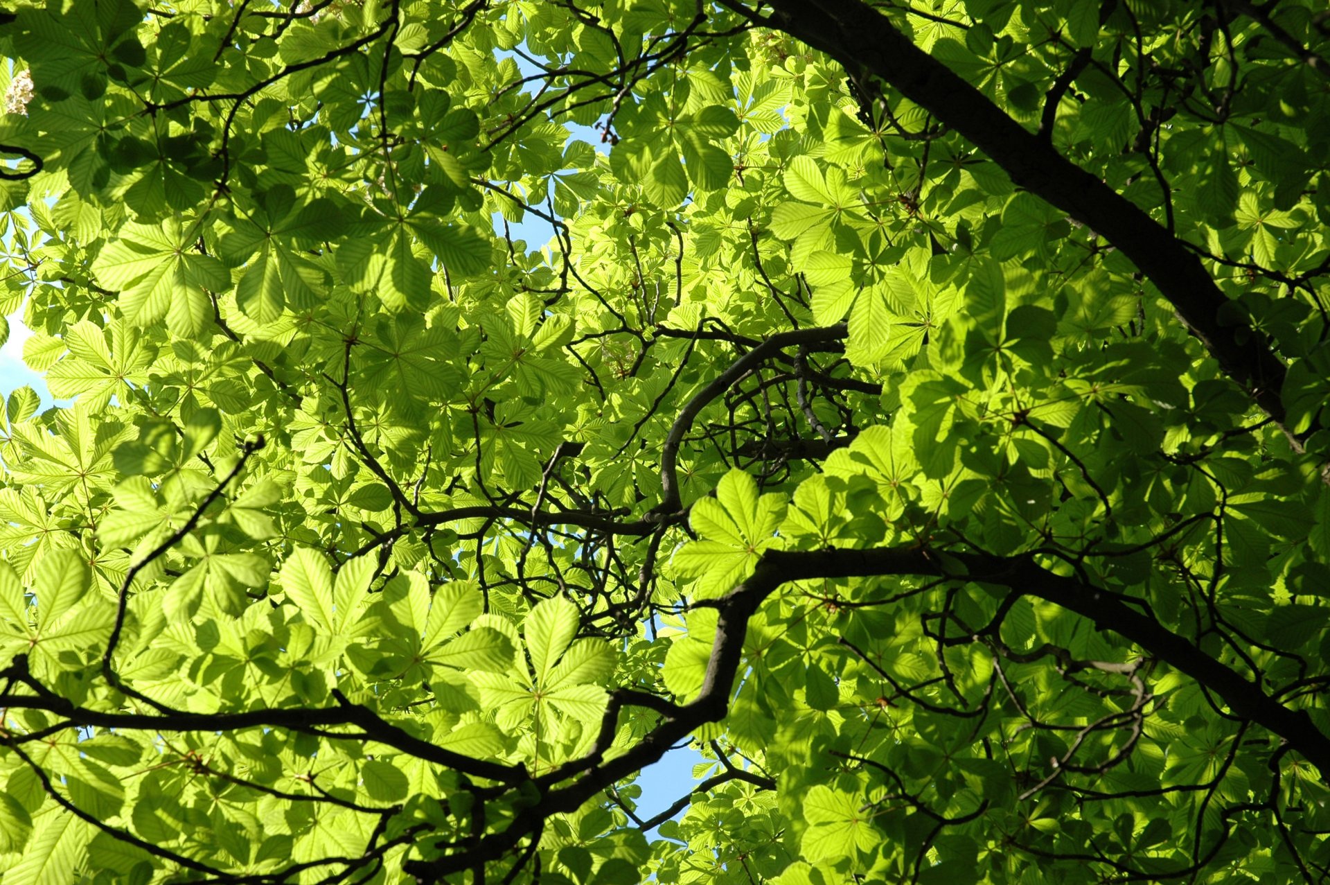 kastanie pflanze blätter grün grün frühling zweig