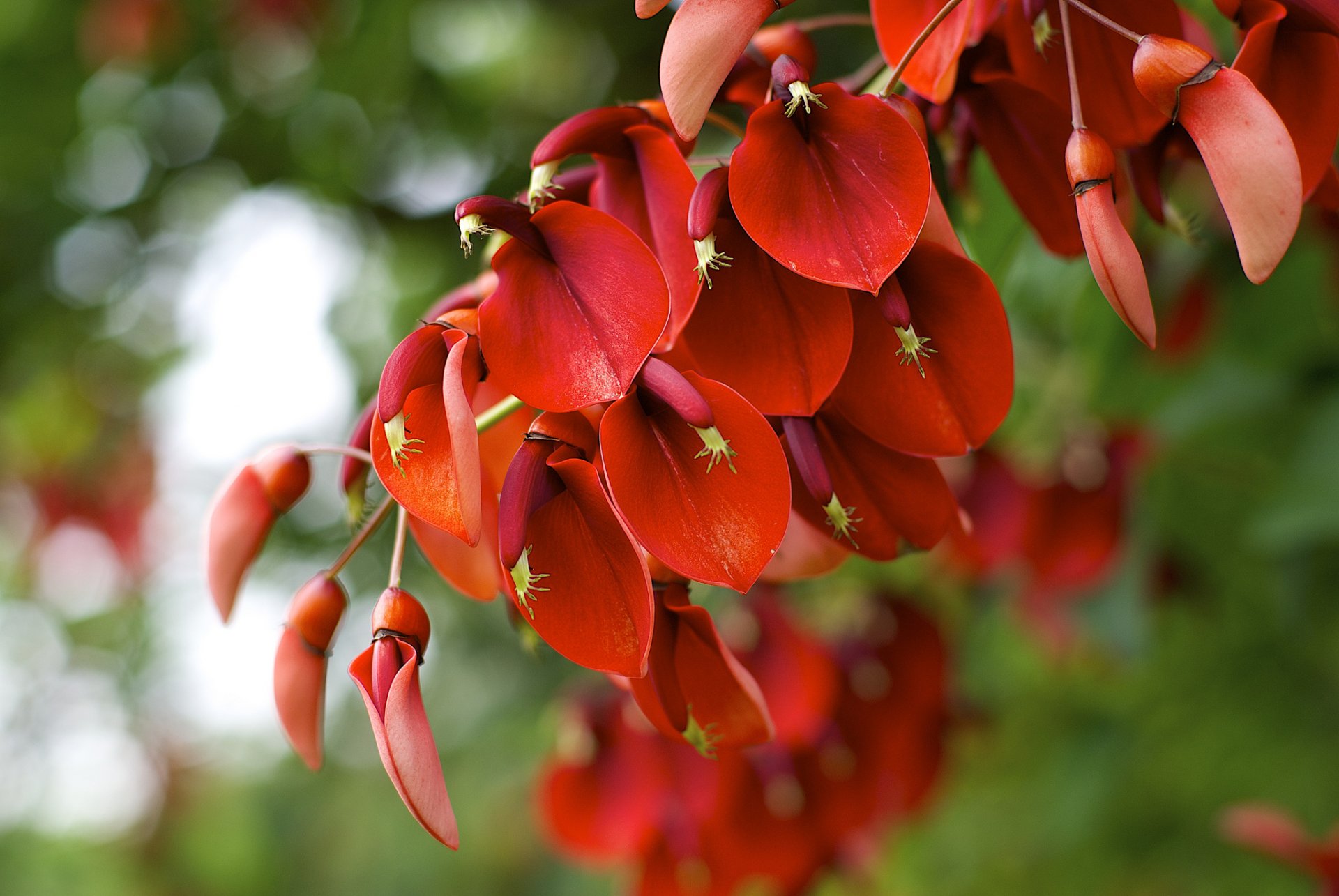 erythrina crista-galli plante floraison rouge gros plan