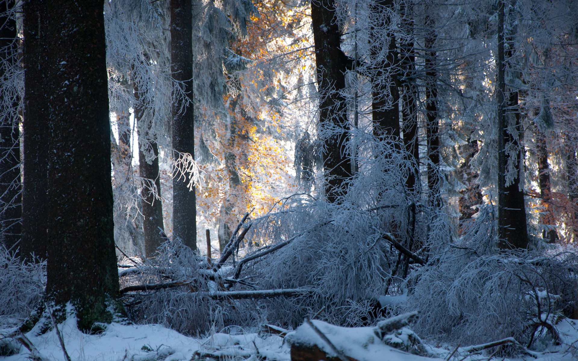 forêt hiver neige arbres