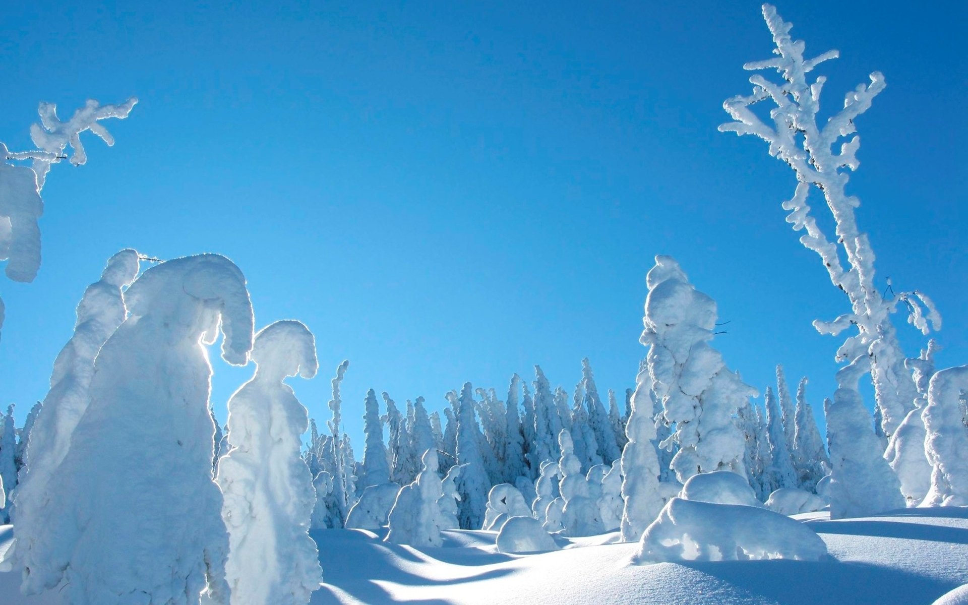 hiver arbres dans la neige