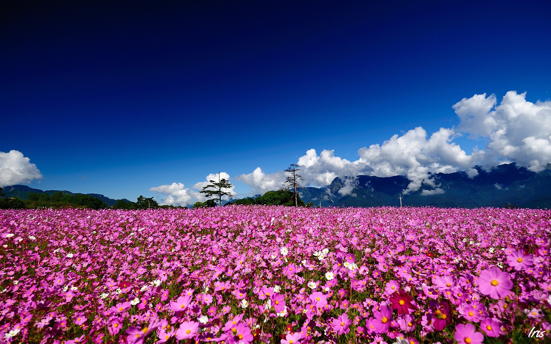 blumen feld sommer raum rosa bäume sonnig wolken hügel berge