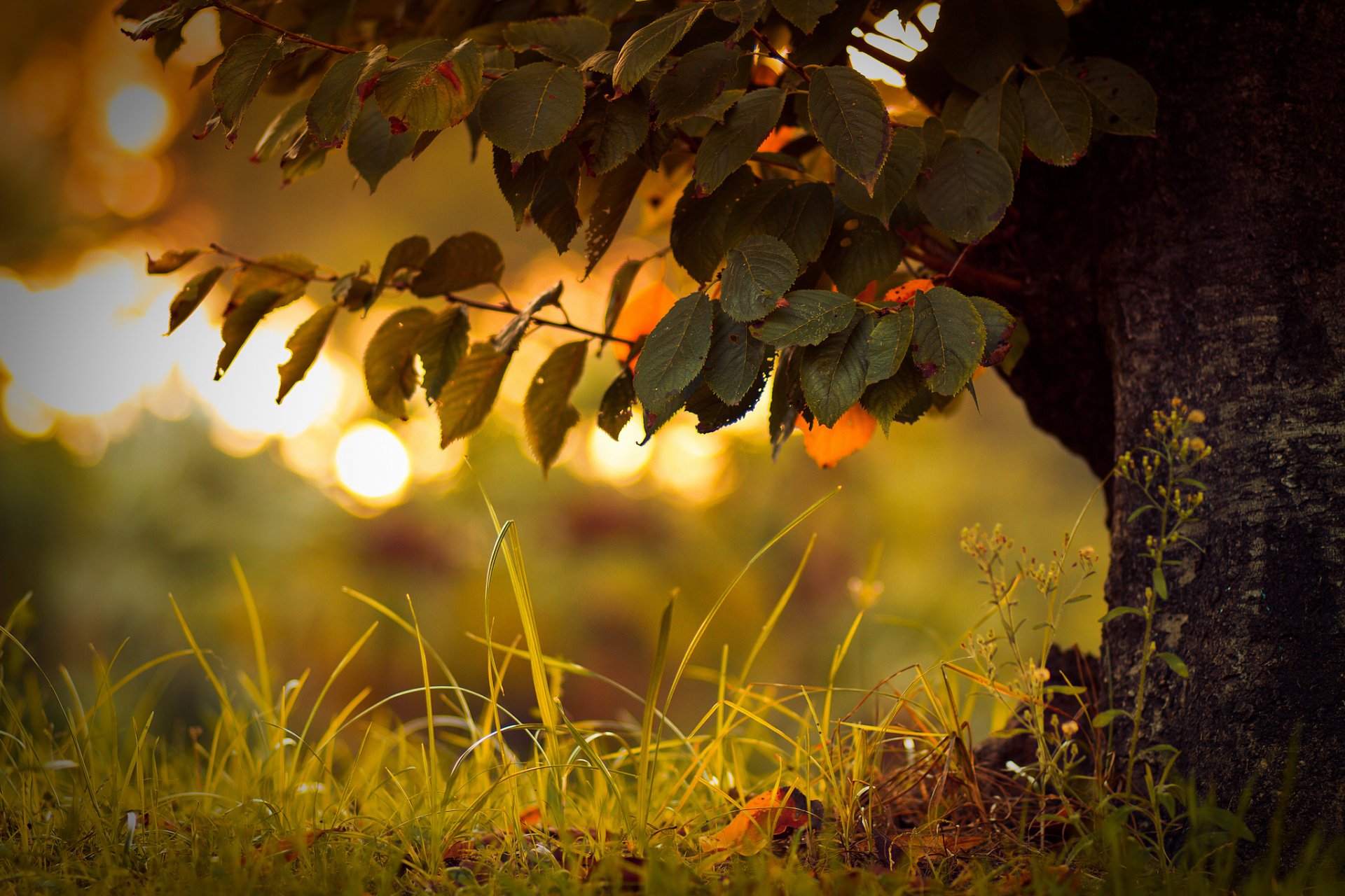 gros plan arbre herbe éblouissement bokeh feuillage automne