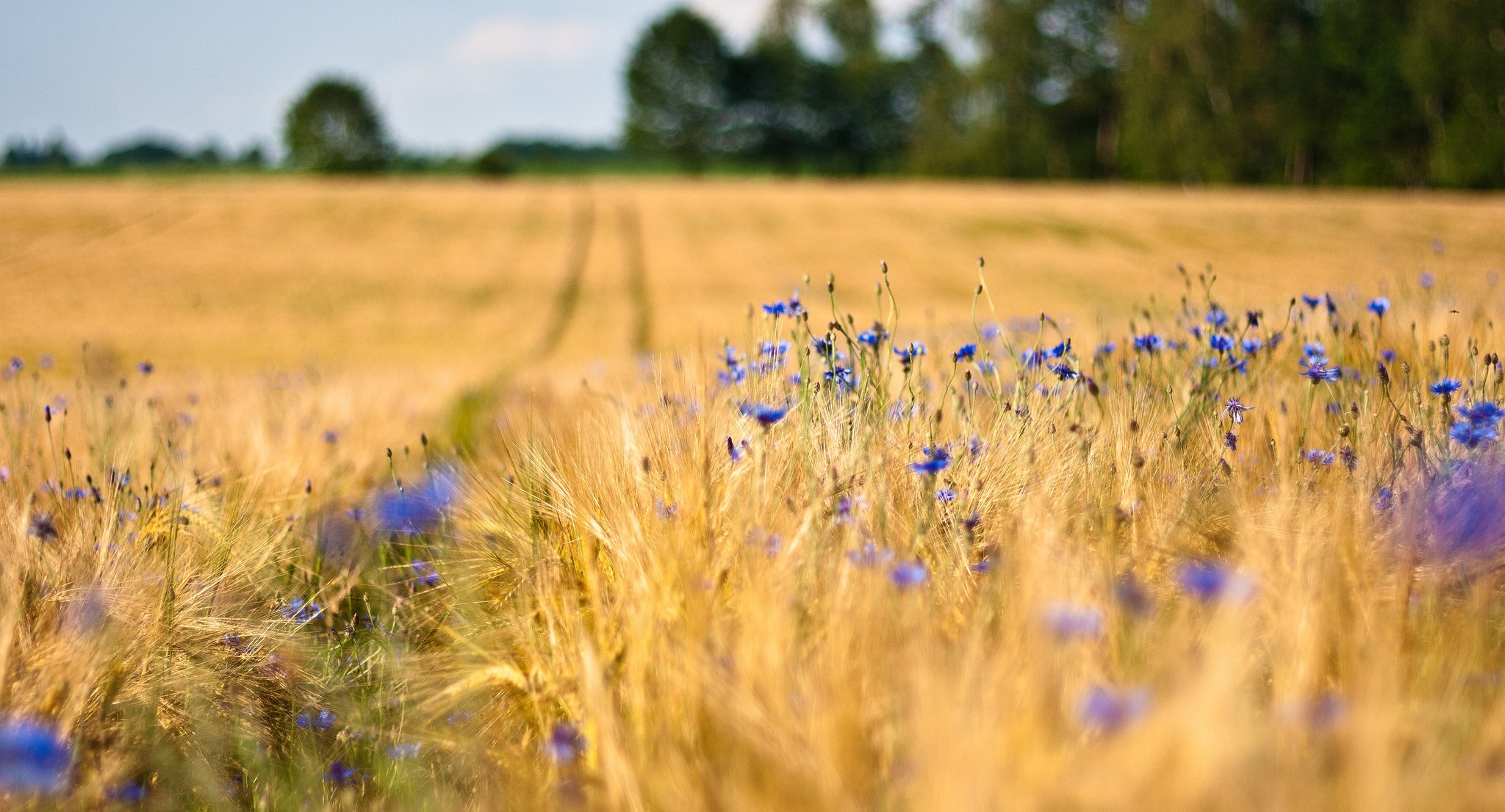 feld weizen ohren blumen blau kornblumen bäume unschärfe